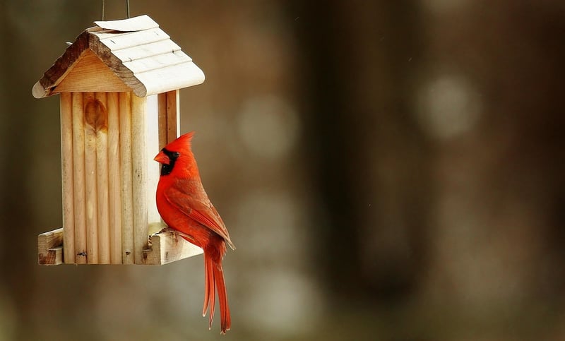 DIY Birdhouses